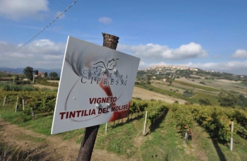 Venerdi a Urbino un seminario dedicato al Vitigno molisano Tintilia condotto da Raffaele Papi