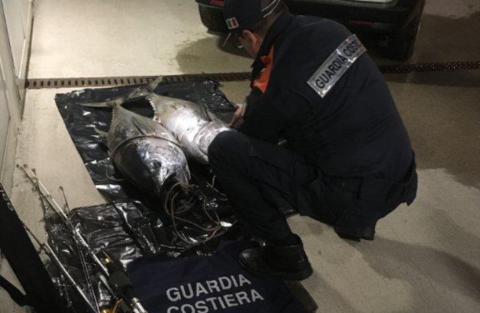 Guardia Costiera di Pesaro: duro colpo alla pesca illecita di tonno rosso