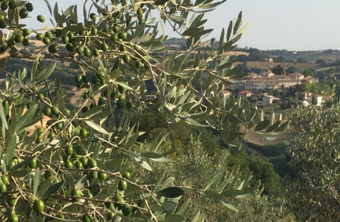 Olivicoltura, corso per disoccupati da destinare alla filiera olivo-olio